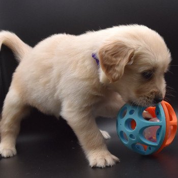 chiot Golden retriever sable Collier violet élevage du Fond de la Noye