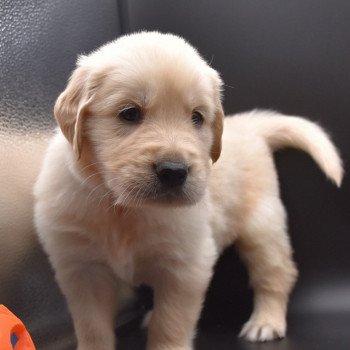 chiot Golden retriever sable Collier violet élevage du Fond de la Noye