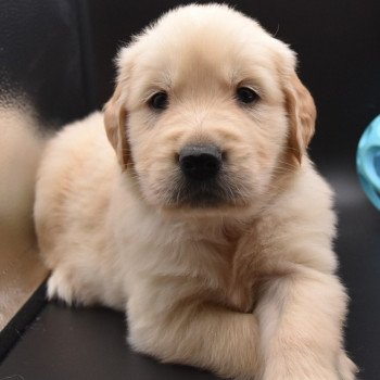 chiot Golden retriever sable Collier violet élevage du Fond de la Noye chiot Golden retriever sable Collier violet élevage du Fond de la Noye