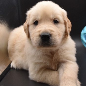 chiot Golden retriever sable Collier violet élevage du Fond de la Noye