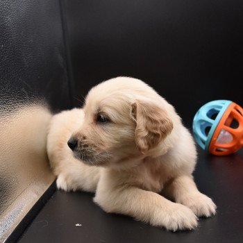 chiot Golden retriever sable Collier violet élevage du Fond de la Noye