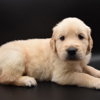 chiot Golden retriever sable Collier violet élevage du Fond de la Noye chiot Golden retriever sable Collier violet élevage du Fond de la Noye