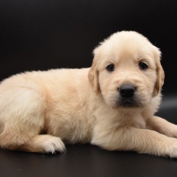 chiot Golden retriever sable Collier violet élevage du Fond de la Noye