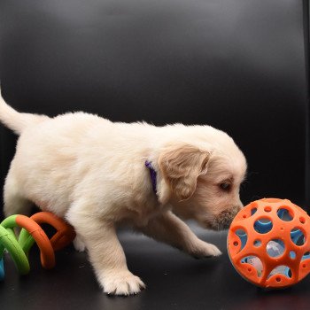 chiot Golden retriever sable Collier violet élevage du Fond de la Noye