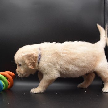 chiot Golden retriever sable Collier violet élevage du Fond de la Noye