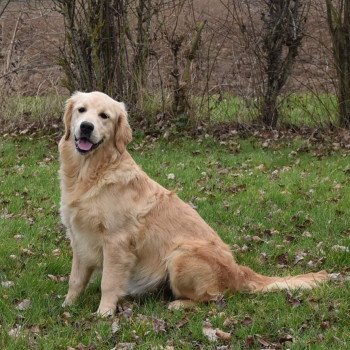 chiot Golden retriever fauve clair Shadow élevage du Fond de la Noye