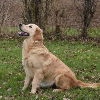 chiot Golden retriever fauve clair Shadow élevage du Fond de la Noye