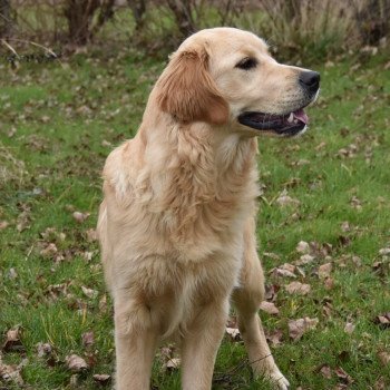 chiot Golden retriever fauve clair Shadow élevage du Fond de la Noye