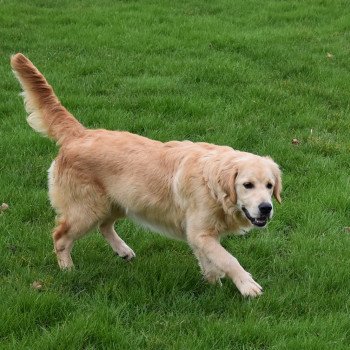 chiot Golden retriever fauve clair Shadow élevage du Fond de la Noye