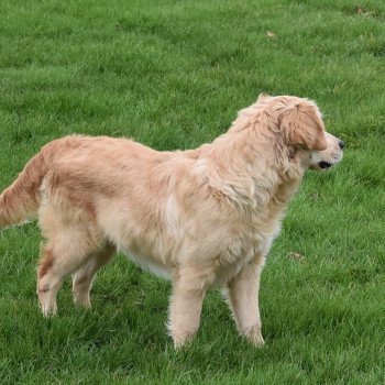 chiot Golden retriever fauve clair Shadow élevage du Fond de la Noye