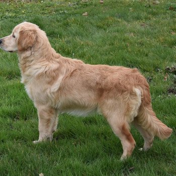 chiot Golden retriever fauve clair Shadow élevage du Fond de la Noye