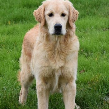 chiot Golden retriever fauve clair Shadow élevage du Fond de la Noye