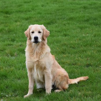 chiot Golden retriever fauve clair Shadow élevage du Fond de la Noye