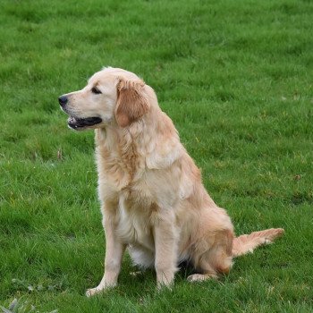 chiot Golden retriever fauve clair Shadow élevage du Fond de la Noye