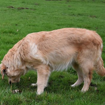 chiot Golden retriever fauve clair Shadow élevage du Fond de la Noye