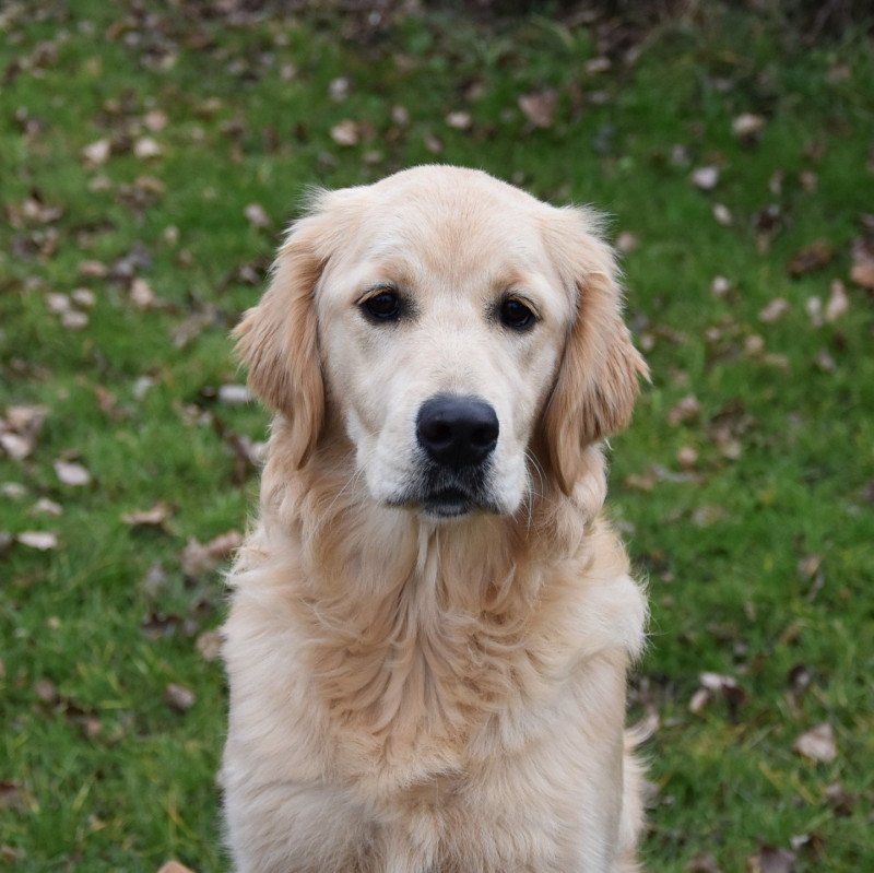 Shadow du Fond de la Noye Femelle Golden retriever