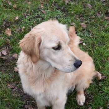 chiot Golden retriever fauve clair Shadow élevage du Fond de la Noye