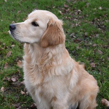 chiot Golden retriever fauve clair Shadow élevage du Fond de la Noye