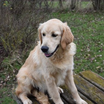 chiot Golden retriever fauve clair Shadow élevage du Fond de la Noye