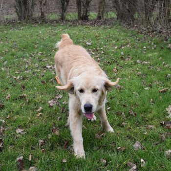 chiot Golden retriever fauve clair Shadow élevage du Fond de la Noye