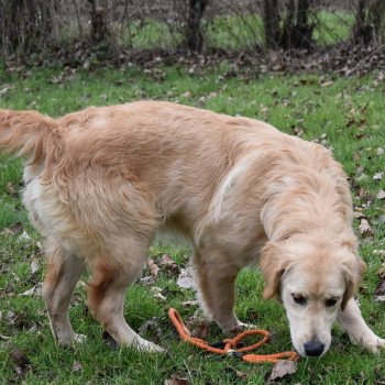 chiot Golden retriever fauve clair Shadow élevage du Fond de la Noye