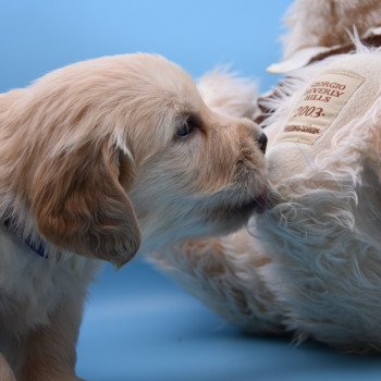 chiot Golden retriever Collier violet élevage du Fond de la Noye