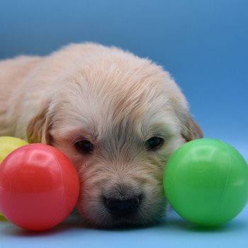 chiot Golden retriever Collier violet élevage du Fond de la Noye