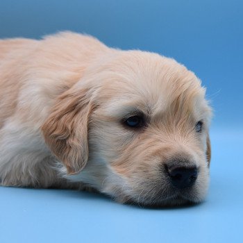 chiot Golden retriever Collier violet élevage du Fond de la Noye chiot Golden retriever Collier violet élevage du Fond de la Noye