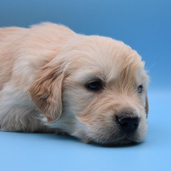 chiot Golden retriever Collier violet élevage du Fond de la Noye