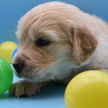 chiot Golden retriever Collier violet élevage du Fond de la Noye