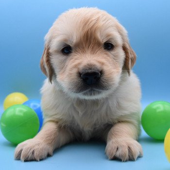 chiot Golden retriever Collier violet élevage du Fond de la Noye