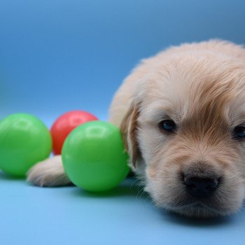 chiot Golden retriever Collier violet élevage du Fond de la Noye