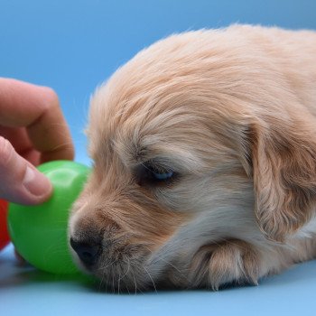 chiot Golden retriever Collier violet élevage du Fond de la Noye