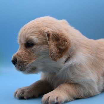 chiot Golden retriever Collier violet élevage du Fond de la Noye