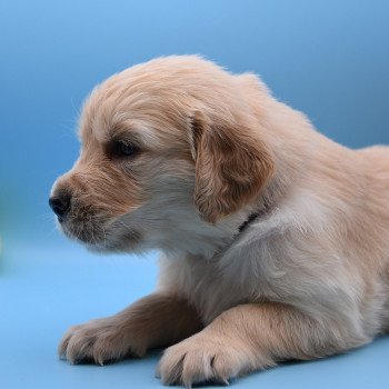 chiot Golden retriever Collier violet élevage du Fond de la Noye