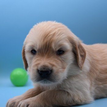 chiot Golden retriever Collier violet élevage du Fond de la Noye