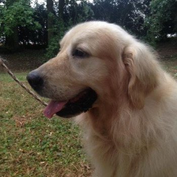 chien Golden retriever sable Godzilla élevage du Fond de la Noye Golden retriever