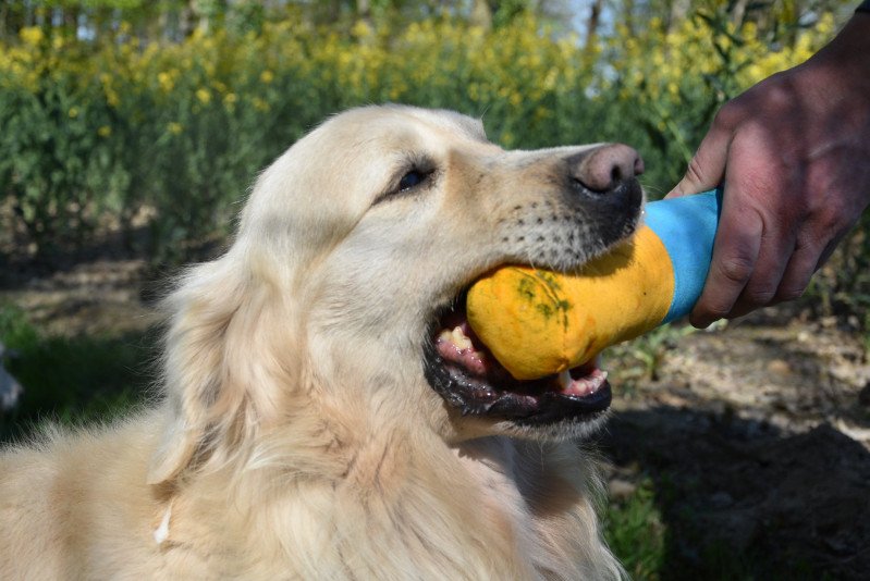 Godzilla des Anges de la Claie Mâle Golden retriever