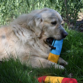 chien Golden retriever sable Godzilla élevage du Fond de la Noye Golden retriever