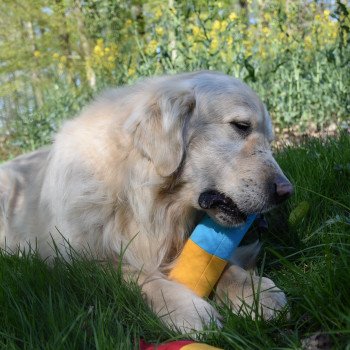 chien Golden retriever sable Godzilla élevage du Fond de la Noye Golden retriever