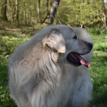 chien Golden retriever sable Godzilla élevage du Fond de la Noye Golden retriever