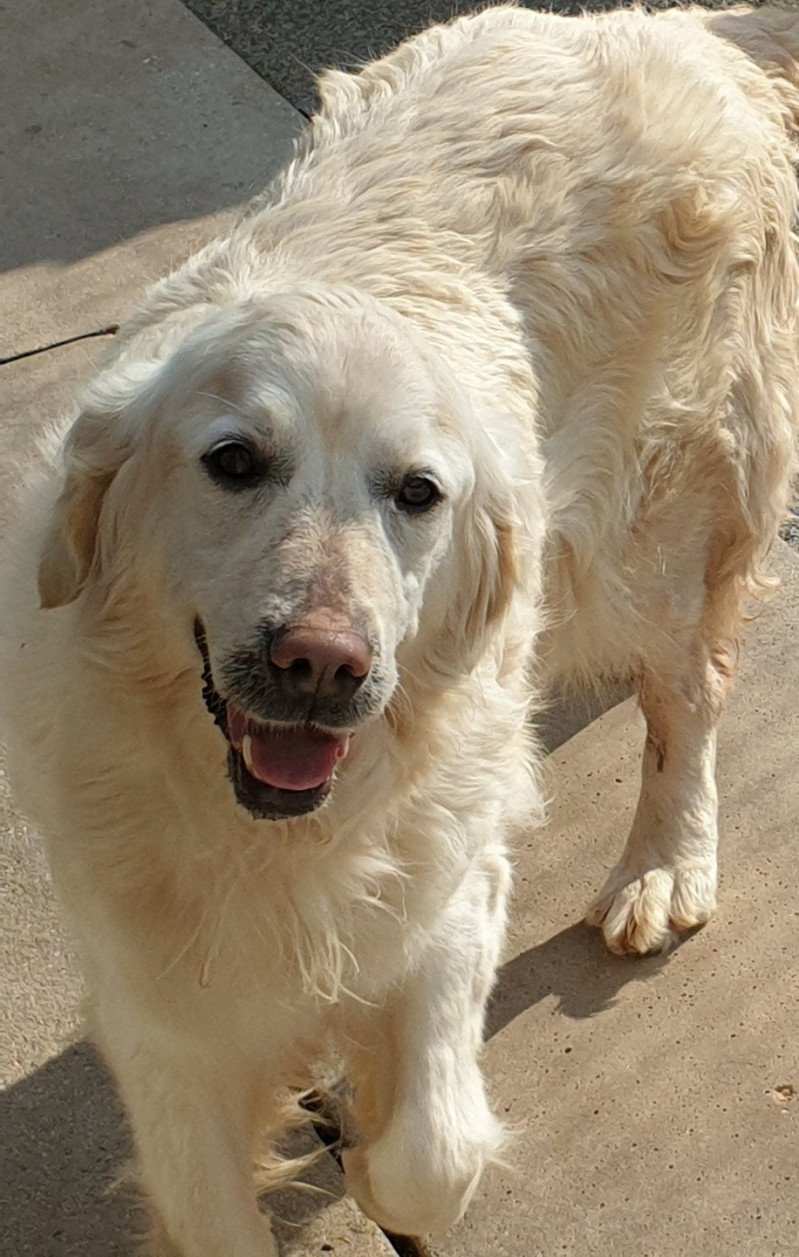 Hawaï du Fond de la Noye Femelle Golden retriever