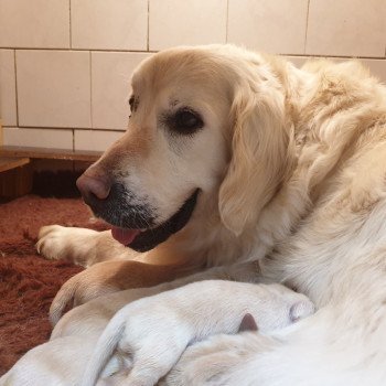 chien Golden retriever sable Hawaï élevage du Fond de la Noye