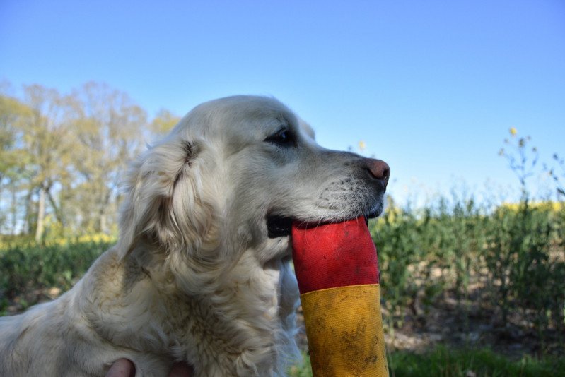 Icone du Fond de la Noye Femelle Golden retriever