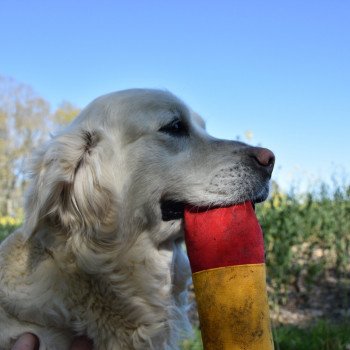 chien Golden retriever sable Icone élevage du Fond de la Noye chien Golden retriever sable Icone élevage du Fond de la Noye