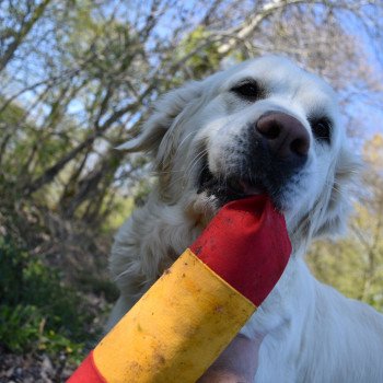chien Golden retriever sable Icone élevage du Fond de la Noye chien Golden retriever sable Icone élevage du Fond de la Noye