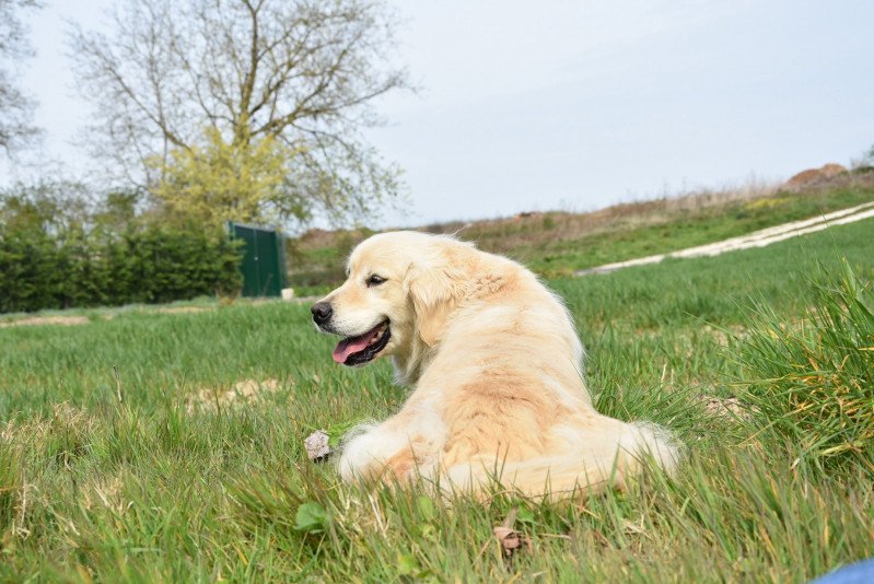 Ilou du Fond de la Noye Femelle Golden retriever