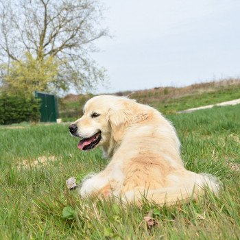 chien Golden retriever sable Ilou élevage du Fond de la Noye Golden retriever