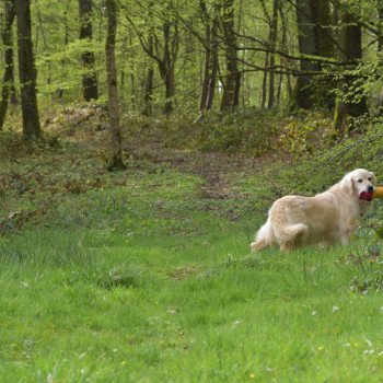 chien Golden retriever sable Ilou élevage du Fond de la Noye Golden retriever