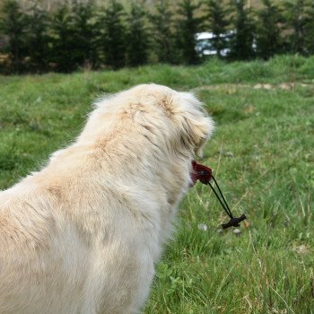 chien Golden retriever sable Ilou élevage du Fond de la Noye Golden retriever